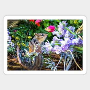 Tiny chipmunk in a basket of flowers Sticker